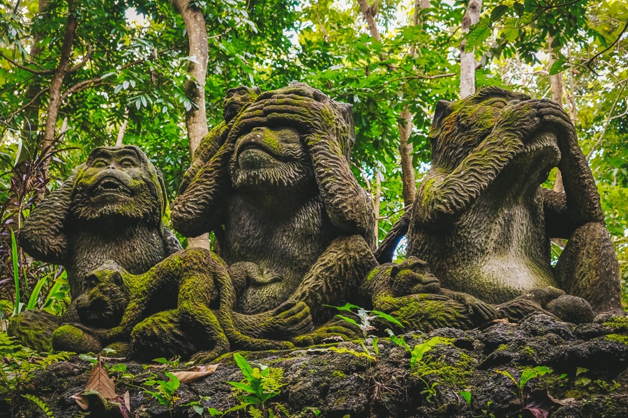 monkey forest in bali