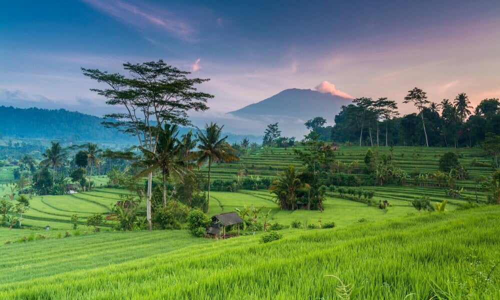 Indonesia Bali rice field